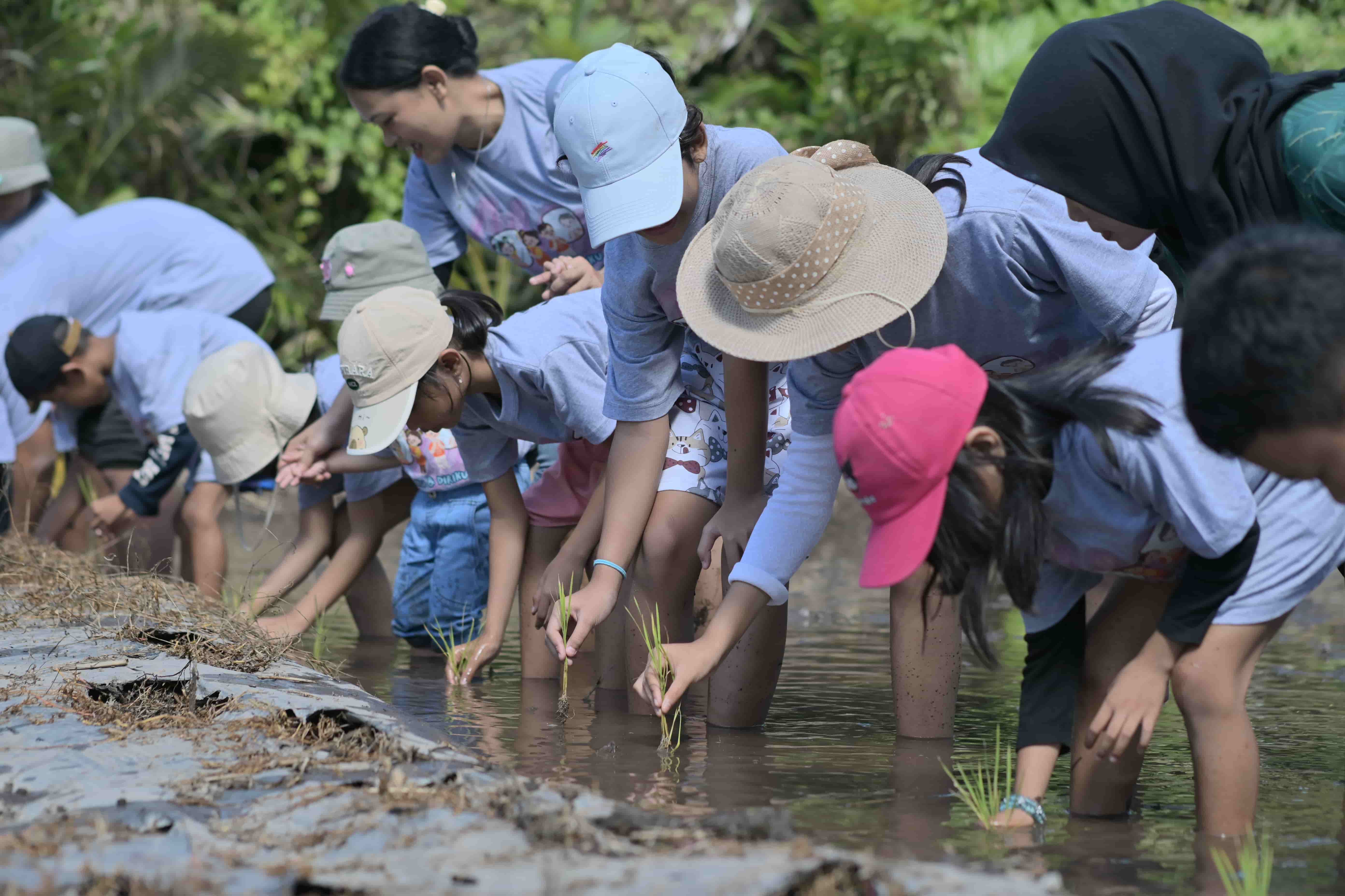 Rice Planting