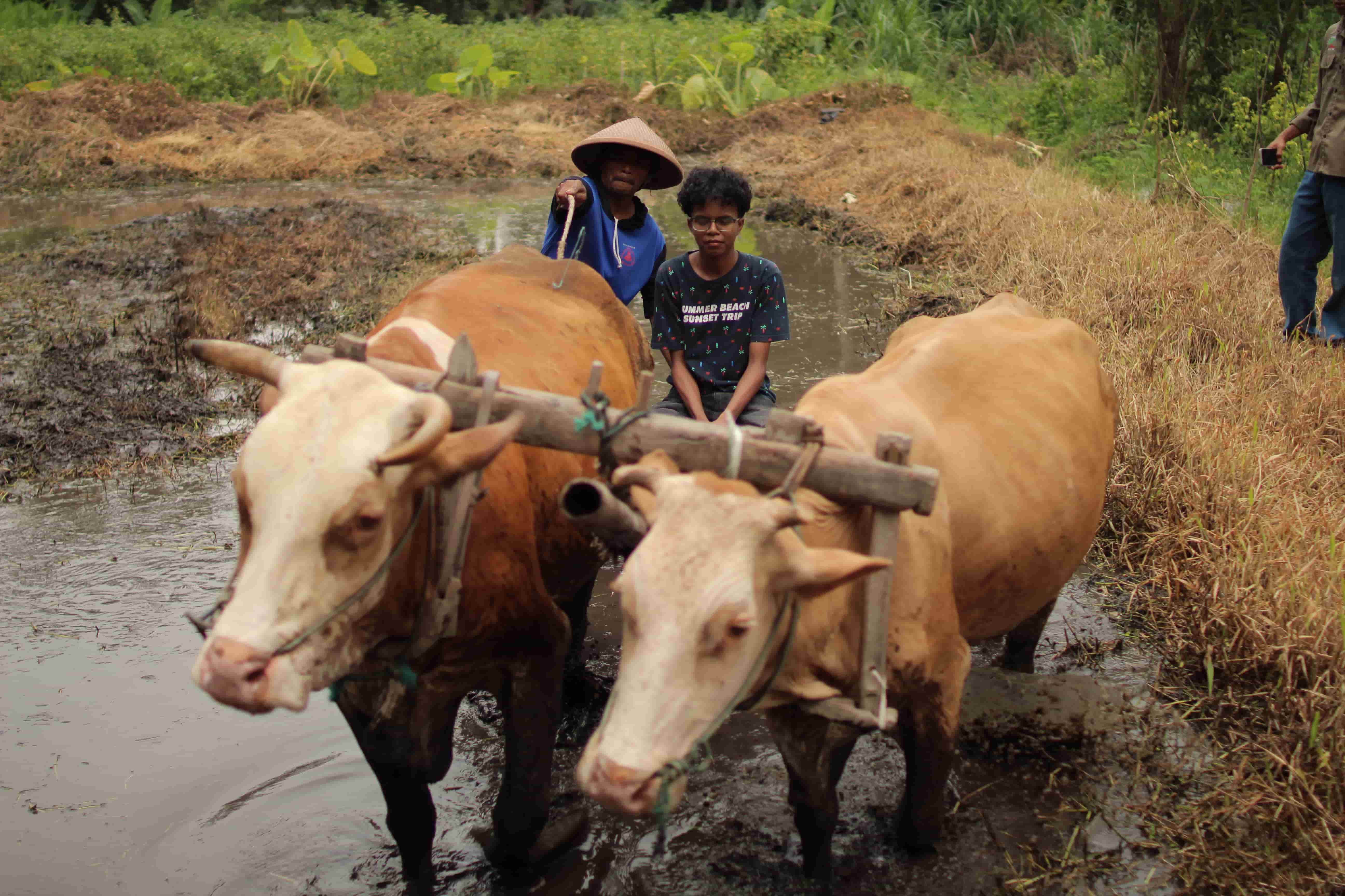 Traditional Rice Field Plowing: Learning to Appreciate Every Grain of Rice